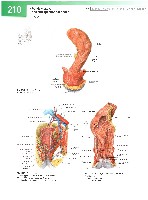 Sobotta  Atlas of Human Anatomy  Trunk, Viscera,Lower Limb Volume2 2006, page 217